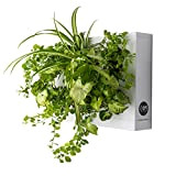 HOH! by Ortisgreen, Quadro Vegetale di Colore Bianco in Plastica ABS per 6 Piante con Substrato Naturale (Sfagno) e Istruzioni ...