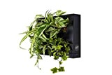 HOH! by Ortisgreen, Quadro Vegetale di Colore Nero in Plastica ABS per 6 Piante con Substrato Naturale (Sfagno) e Istruzioni ...