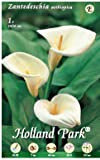 Holland Park bulbi da fiore di molte varietà e colori in sacchetto blister con foto (CALLA BIANCA AETHIOPICA 1 bulbo)