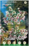 Holland Park bulbi da fiore di molte varietà e colori in sacchetto blister con foto (ALLIUM BULGARICUM 5 bulbi)