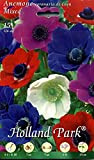 Holland Park bulbi da fiore di molte varietà e colori in sacchetto blister con foto (ANEMONI DE CAEN MIX 15 ...
