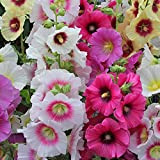Hollyhock - Mix singolo Alcea Rosea --- 100 semi perenni agrifoglio hock fioritura giardinaggio