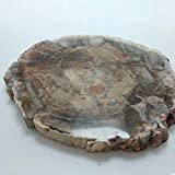 HONGHUA 1Pz 180-190G Lastra Fossile di Legno Naturale Lucidato Lastra di Pietra Grezza Fetta di Campione