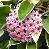 Hoya carnosa “Krimson Queen” (Fiore di cera) [Vaso Ø14cm | H. 25+ cm.]