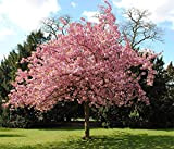 hua xian zi bonsai albero semi di sakura giapponese. semi di fiori di fiori di ciliegio giapponesi rari in bonsai, ...