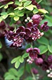 Huifang Semi di fiori di Akebia quinata