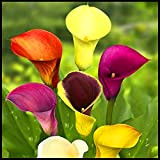 I bulbi di calla sono altamente ornamentali ed eleganti, adatti per piante in vaso e vasi da fiori-5Bulbi