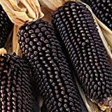 I semi neri di mais, 1 Borsa di semi di mais dolce naturale Leggero rustico di mais semi per Ideal ...