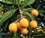 I semi nespolo giapponese Nespolo Tropical fruttificazione perenne ornamentale Albero da frutto 5