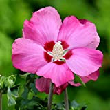Ibisco cinese"Hibiscus syriacus Woodbridge" Ibiscus pianta in vaso ø19 cm