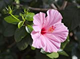 Ibisco della Cina"Hibiscus rosa-sinensis" Ibiscus 3 piante in vaso ø9 cm