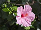 Ibisco della Cina"Hibiscus rosa-sinensis" Ibiscus pianta in vaso ø19 cm