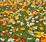 Iceland Poppy Seeds Flower Mix, Open Impollinated Non-OGM, 30.000 semi di fiori perenni NO-OGM Open Impollinated Heirloom Seeds