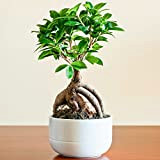 Ideale Pianta da Regalo per la Casa o l'Ufficio - Ficus Ginseng Bonsai Decorativo per Interni