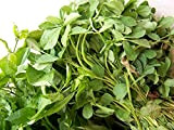 Il fieno greco Herb seme biologico 25 semi per pacchetto