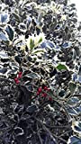 Ilex Aquifolium “Argentea Marginata” (Agrifoglio variegato) [Vaso Ø19cm]
