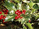 Inglese Agrifoglio, Ilex aquifolium, 60 Albero Seeds (Appariscente Evergreen, Hedge)