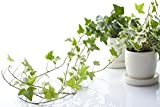 Inglese edera (Hedera helix)"50 Seeds" - Evergreen Piante d'appartamento per migliorare la qualità dell'aria interna