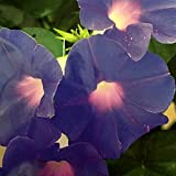 Ipomea indica “Blue Morning Glory” (Semente)