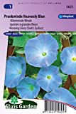 Ipomoea Heavenly Blue a fiore grande - Semi di fiori annuali