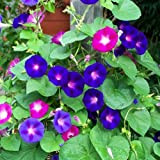 Ipomoea purpurea - Semi da giardino "Mattino Glory", colori misti, 100 sementi annuali da giardinaggio