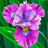 Iris barbudo para plantar perenne, postura agraciada Impresionantes plantas en maceta Crecimiento de la raíz fuerte Decoraciones populares