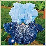 Iris bulbi- 2 colori magic romantic flower iris bulb alto tasso di sopravvivenza decorazione del parco primavera pianta in vaso-3 ...
