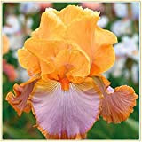 Iris Bulbi -Bulbi di iris arancione naturalmente rari con un alto tasso di sopravvivenza, piante vive di specie rare sono ...