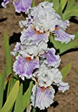 Iris Bulbi,Iris bulbs for planting perennial,Fiori Da Giardino,I Petali Sono a Forma Di Spada,Specie Rare,Esotico,Fiori Per la Decorazione Della Casa,Iris ...