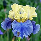 Iris Bulbs Cortile Corms colorato rizoma bellissimo fascino fragrante splendido, giallo e blu, 3 lampadine iris