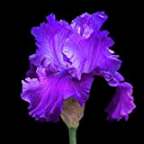 Iris Bulbs For Planting Perennial,Adattabile,Esotico,Iris Germanica,Specie Rare,Iris Bulbi-15 Bulbis,b