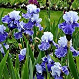 Iris Bulbs For Planting Perennial,Adattabile,Iris Germanica,Specie Rare,Esotico,Iris Bulbi-4 Bulbis,c