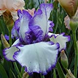 Iris Bulbs,Iris Germanica, Esotico,Iris Bulbi, Esotico,Adattabile,Bulbo Di Iride Raro,Dea Dell'Arcobaleno-6 Bulbis,e