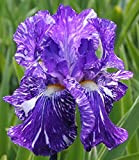 Iris germanica,Iris Bulbi,Iris bulbs for planting perennial,Fiori Da Giardino,I Petali Sono a Forma Di Spada,Specie Rare,Esotico,Fiori Per la Decorazione Della ...