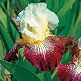 Iris germanica,Iris bulbs for planting perennial,Specie Rare,Adattabile,Esotico,Iris Bulbi-2 Bulbis,a