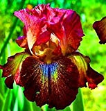 Iris germanica,Specie Rare,Iris bulbs for planting perennial,Fiori Da Giardino,I Petali Sono a Forma Di Spada,Esotico,Fiori Per la Decorazione Della Casa,Iris ...