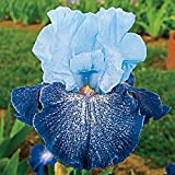 Iris Lampadine Cortile Blu Fascino Moda Bella Casa Giardinaggio Speciale Rare Specie