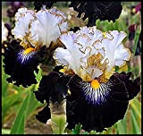 Iris Roots Bulbi alla moda fiori freschi mazzi-2 lampadine