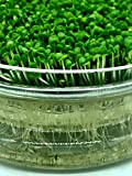 Italian Sprout - Altro - Germogliatore in vetro