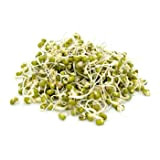 Italian Sprout - Semi per germogli - Fagiolo Mungo Isidoro - 1 kg