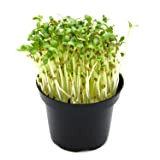 Italian Sprout - Semi per microgreens - Fieno greco Perseo - 500 gr.