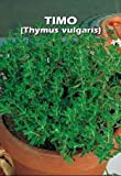 Italsementi Timo (Thymus Vulgaris)