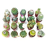 Italy Green Life 20 Cactus Ornamentali Mexico|Vaso Diametro 5.5cm|Piante Grasse Vere Cactacee con Spine|Set di Produzione| Piantine Da Interno, Ufficio, ...