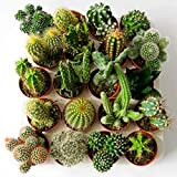 ITALY GREEN LIFE 3 Cactus Ornamentali Mexico|Vaso Diametro 6.5cm|Piante Grasse Vere Cactacee con Spine|Set di Produzione| Piantine da Interno, Ufficio, ...