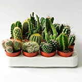 Italy Green Life 6 Cactus Ornamentali Mexico|Vaso Diametro 5.5cm|Piante Grasse Vere Cactacee con Spine|Set di Produzione| Piantine Da Interno, Ufficio, ...