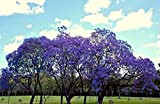 JACARANDA CUSPIDIFOLIA, blu rara fioritura tromba albero semi flamboyan 10 semi