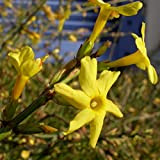 Jasminum Nudiflorum - Gelsomino invernale 50-60 cm pianta contenitore