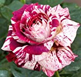 Julio Iglesias ®, rosa viva di Rose Barni®, rosa in vaso effetto prestigio color rosso striato panna, profumo intenso, ideale ...
