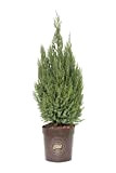 Juniperus chinesis 'Stricta', Ginepro, Cespuglio, Pianta vera in vaso Vannucci Piante, Pianta da terrazzo (cod. 5) (1x)