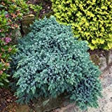 Juniperus squamata “Blue Star” (Ginepro) [Vaso Ø18cm]